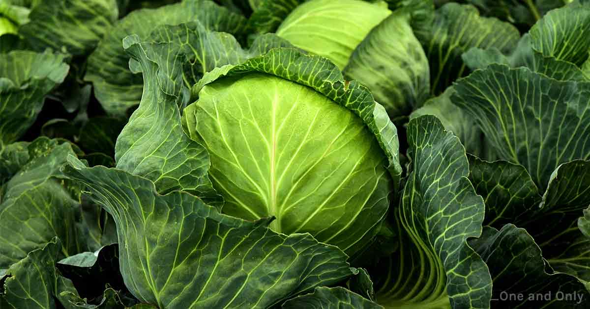 Health Benefits of Cabbage