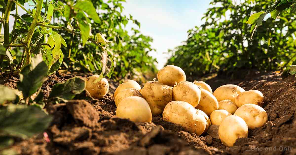 8 Health Benefits of Potatoes